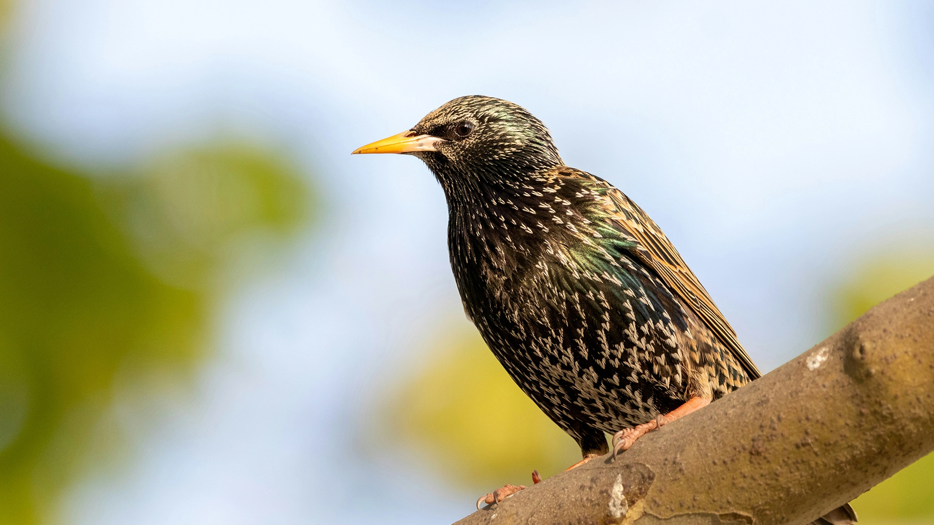Researchers Test How To Store Data On A Bird