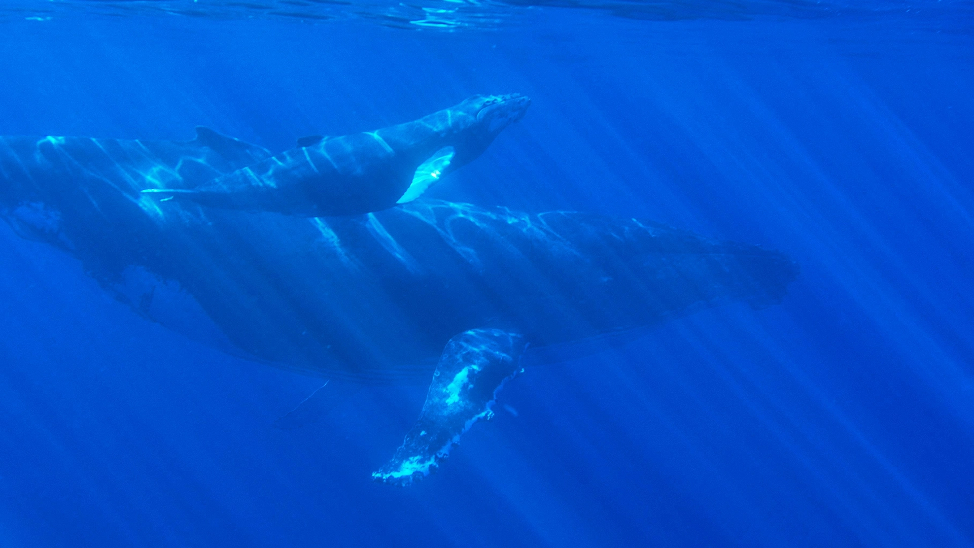 Could AI Help Decode Whale Communication And Boost Conservation?