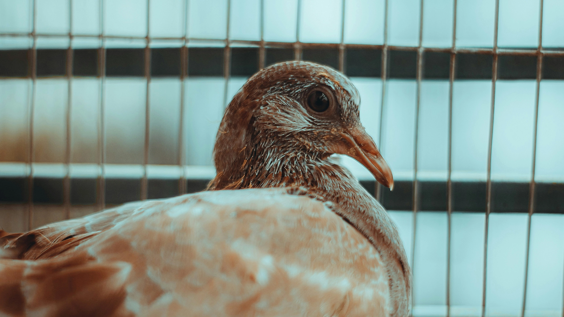Japan Deploys Laser Drones to Stop Bird Flu Outbreaks